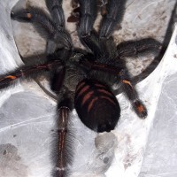 P.irminia