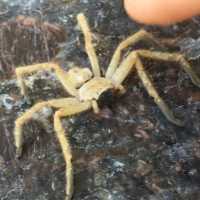 Olios giganteus - Giant Crab Spider