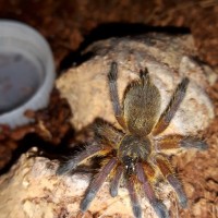 H.pulchripes