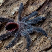 Avicularia sp. amazonica