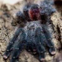 Avicularia sp. amazonica