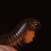 This Is Why I Keep Millipedes