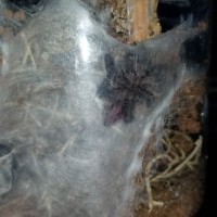 Diverseps just molted and is in this curled up position