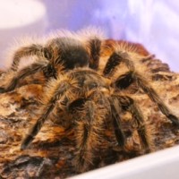 B. albopilosum