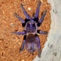 Pterinopelma sazimai 3.5 inches 0.1