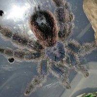 Avicularia sp. purple