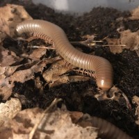 Narceus americanus millipede