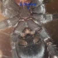 G Pulchra #2