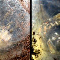 Molting Psalmopoeus cambridgei (Squirt)