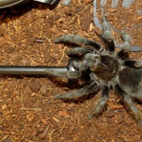 Do You Even Lift? (Grammostola pulchra)