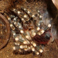 So Many Legs! (Acanthoscurria geniculata)