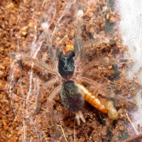 Baby's First Meal (Neoholothele incei)