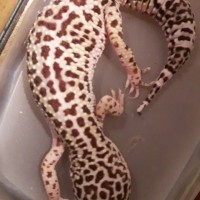 Female Leopard Gecko