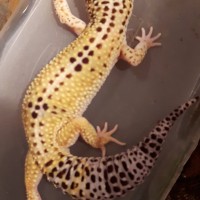 Male Leopard Gecko.