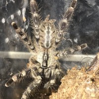 P. regalis