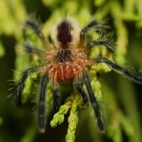 Psalmopoeus ecclesiasticus