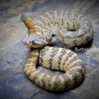 Crotalus tigris