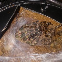 G. Pulchripes molting