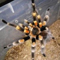 Brachypelma MM