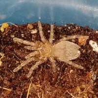 Acanthoscurria geniculate 1/4 "