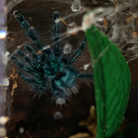 Newly molted Versicolor!