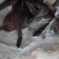 Chilobrachys sp. Dyscolus blue