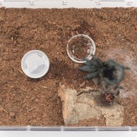 G. pulchra molted :)