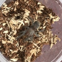 Aphonopelma marxi