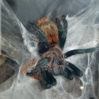 GBB Freshly Molted