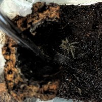 Tiny tarantula in wet cage