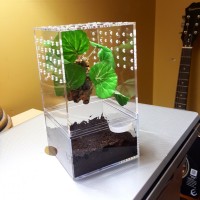 Baby versicolor new enclosure