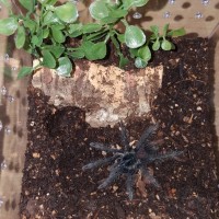 First Pamphobeteus!