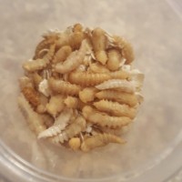 Tons of mealworm pupae.
