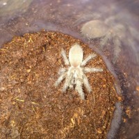 Monocentropus?