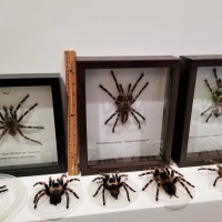 Stuffed & framed molts + preserved deceased MM geniculata