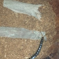 Australian centipede ID?