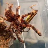 P. ornata