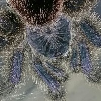 Avicularia