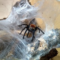 Chromatopelma cyaneopubescens