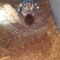 Geniculata yoga