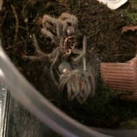 L. parahybana Sling Molting