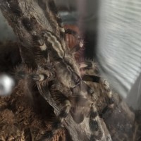 Poecilotheria regalis