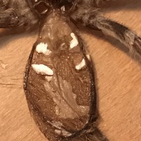 Poecilotheria regalis molt pt. 2