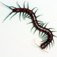 Scolopendra sp "Mint leg"