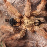 Psalmopoeus pulcher