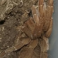 H. gigas