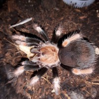 B.boehmei