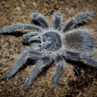 Lasiodora difficilis Juvenile Female