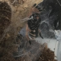 Little guy molted while I was away!
