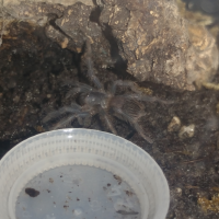 Recently Molted Sazamai sling